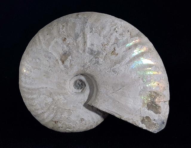 Cleoniceras (Grycia) cf. besairiei COLLIGNON 1949 - Bild © FossNet FossilienStore